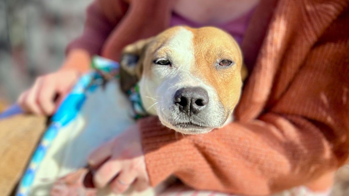 Illustration : "Cette chienne autrefois incontrôlable et fugueuse charme enfin une famille et trouve un foyer où elle a envie de rester"