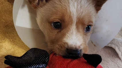 Illustration : Quelque chose tombe d’un camion, un témoin constate qu’un chiot d’un mois a été jeté et agit immédiatement 