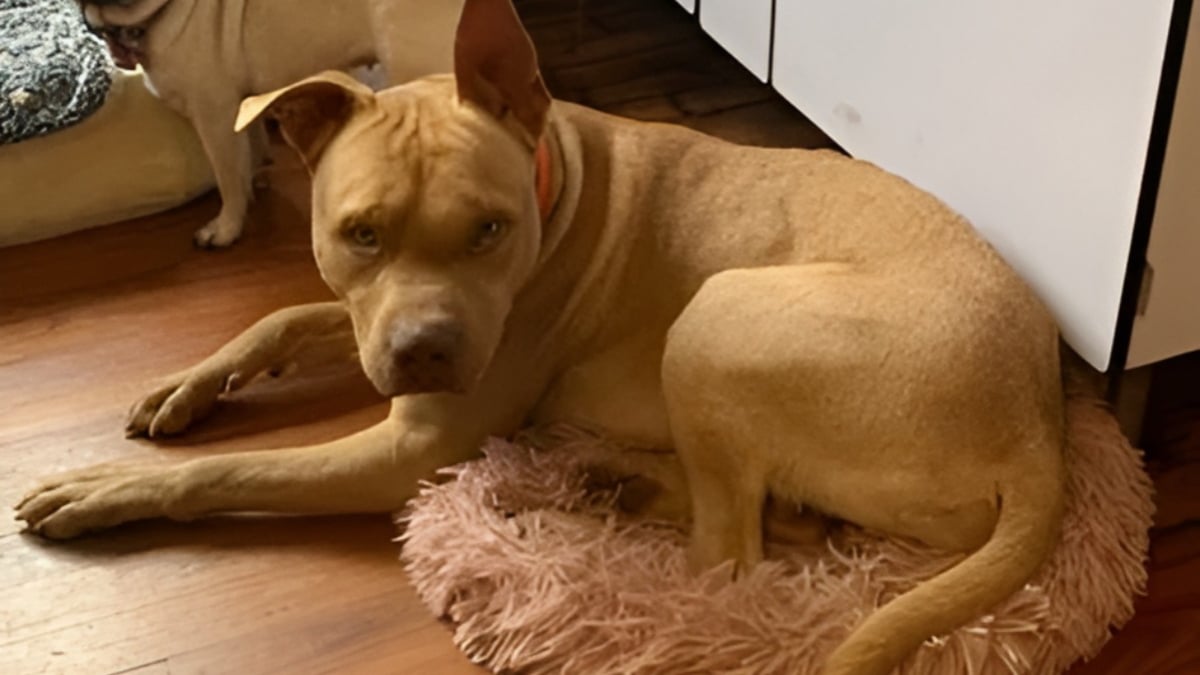 Illustration : "Autrefois brutalisé et négligé, ce chien vit aujourd'hui le bonheur dont il était privé après l'intervention d'une association"