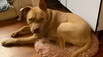 Illustration : Autrefois brutalisé et négligé, ce chien vit aujourd'hui le bonheur dont il était privé après l'intervention d'une association