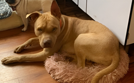 Autrefois brutalisé et négligé, ce chien vit aujourd'hui le bonheur dont il était privé après l'intervention d'une association