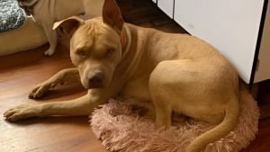 Illustration : Autrefois brutalisé et négligé, ce chien vit aujourd'hui le bonheur dont il était privé après l'intervention d'une association