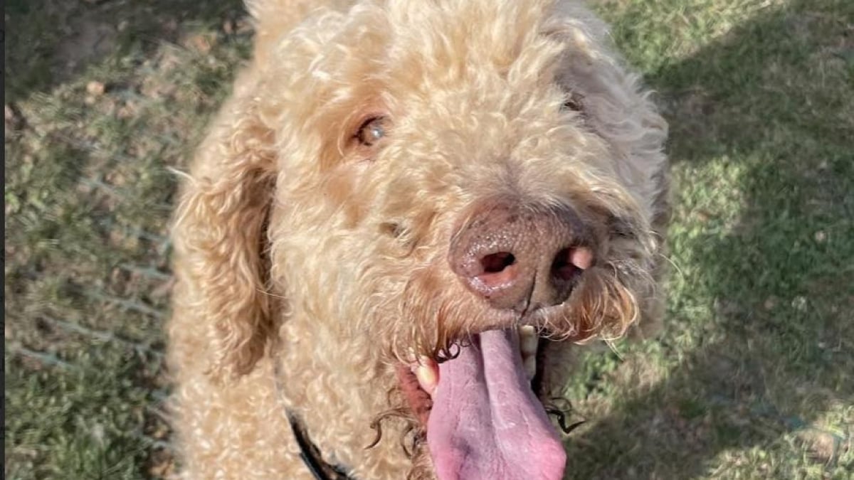 Illustration : "Abandonné par son éleveur, ce chien découvre progressivement que la vie peut lui offrir une nouvelle chance et l'amour"