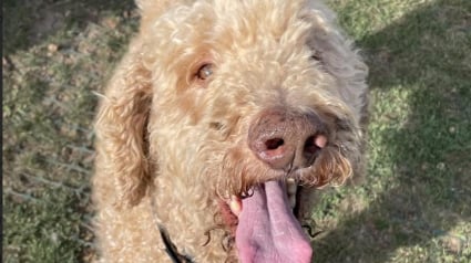 Illustration : Abandonné par son éleveur, ce chien découvre progressivement que la vie peut lui offrir une nouvelle chance et l'amour