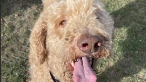 Illustration : Abandonné par son éleveur, ce chien découvre progressivement que la vie peut lui offrir une nouvelle chance et l'amour