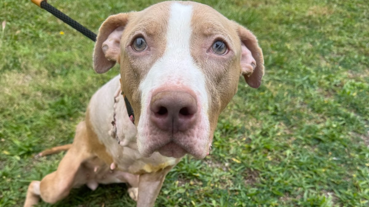 Illustration : "Dans une maison laissée à l’abandon, 2 chiennes malades retrouvent l'espoir grâce à leurs sauveteurs"