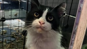 Illustration : Un chat errant 