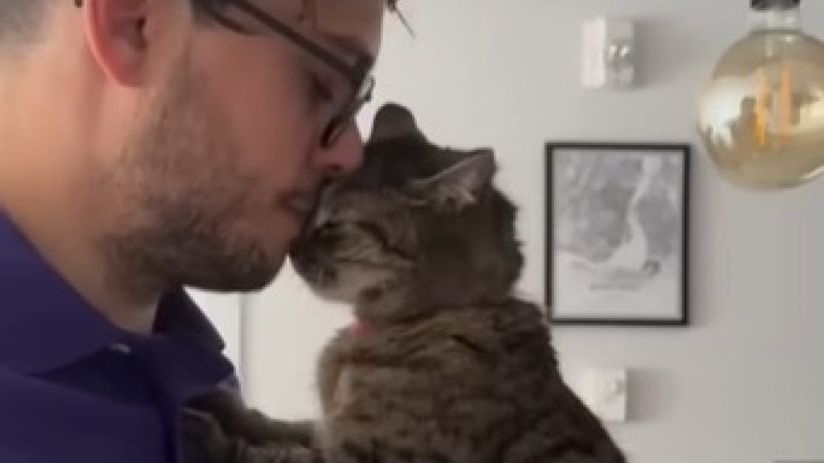 Illustration : "Après 2 abandons, cette chatte ne cesse de câliner son nouveau propriétaire, qui ne la laissera pas tomber cette fois-ci (vidéo) "