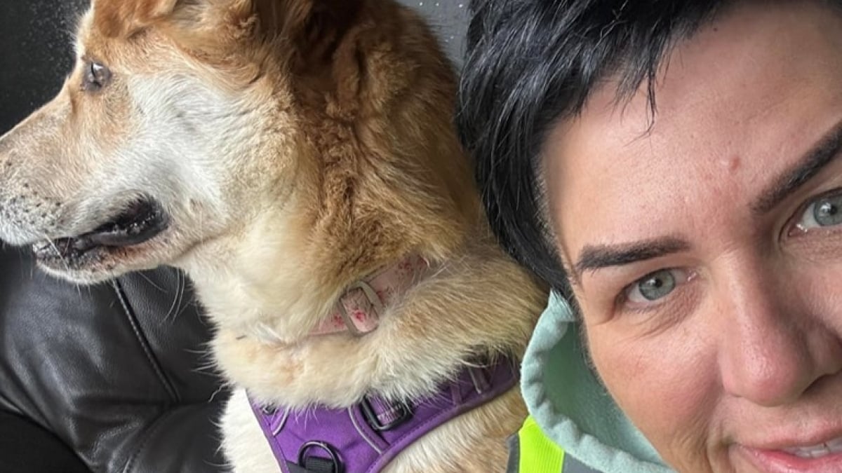 Illustration : "« Je suis époustouflé par votre générosité », le personnel d’un refuge qui pensait devoir fermer retrouve l'espoir grâce à un bel élan de solidarité"