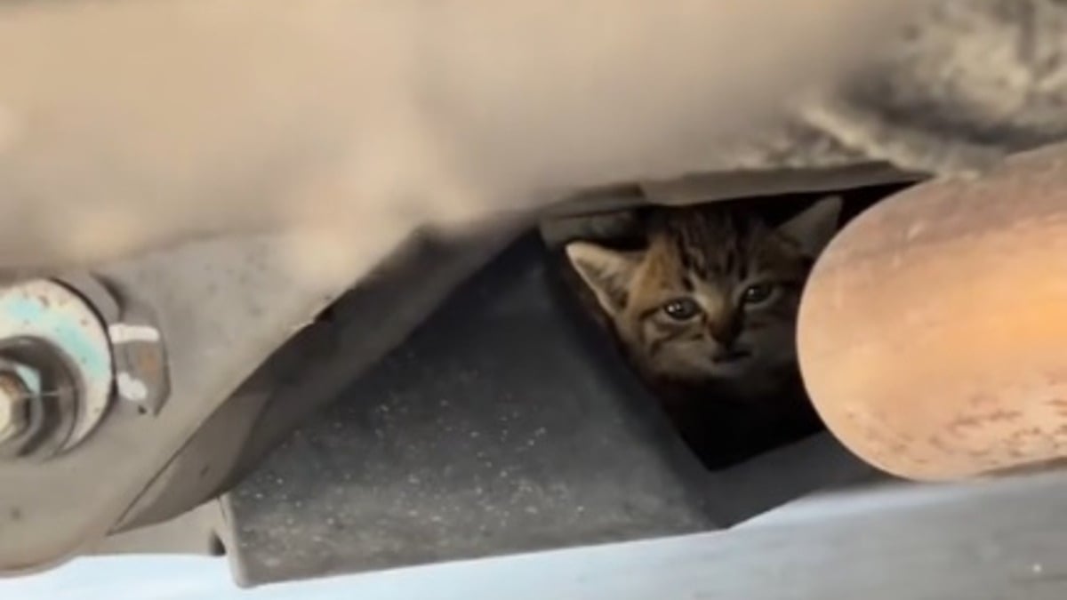 Illustration : "Désireux d'adopter un animal, il comprend que son rêve est en passe d'être exaucé en entendant miauler sous sa voiture (vidéo)"