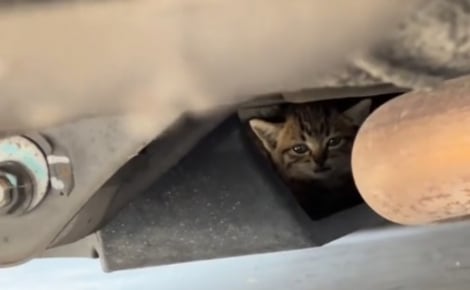 Désireux d'adopter un animal, il comprend que son rêve est en passe d'être exaucé en entendant miauler sous sa voiture (vidéo)