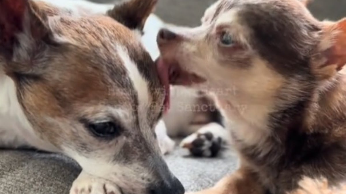 Illustration : "Un Chihuahua sénior abandonné et blessé par balle retrouve sa joie de vivre grâce à un autre vieux chien l'ayant placé sous sa protection (vidéo)"