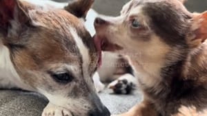Illustration : Un Chihuahua sénior abandonné et blessé par balle retrouve sa joie de vivre grâce à un autre vieux chien l'ayant placé sous sa protection (vidéo)