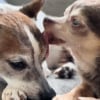 Illustration : Un Chihuahua sénior abandonné et blessé par balle retrouve sa joie de vivre grâce à un autre vieux chien l'ayant placé sous sa protection (vidéo)