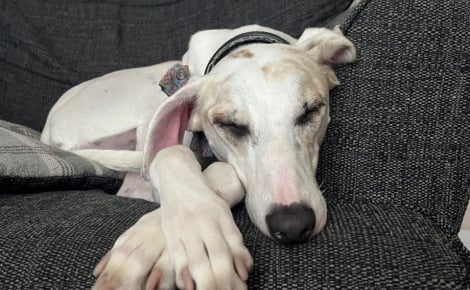 Alors qu’il a passé 370 jours en refuge, ce toutou laisse exploser sa joie lorsque sa famille pour la vie vient le chercher (vidéo)