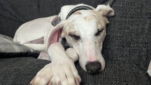 Illustration : Alors qu’il a passé 370 jours en refuge, ce toutou laisse exploser sa joie lorsque sa famille pour la vie vient le chercher (vidéo)