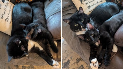 Illustration : Décrit par ses maîtres comme antisocial et renfermé, ce chat change complètement de comportement au contact d’un chaton