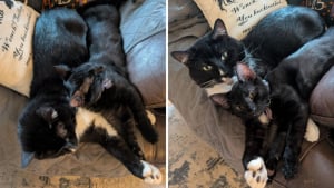 Illustration : Décrit par ses maîtres comme antisocial et renfermé, ce chat change complètement de comportement au contact d’un chaton