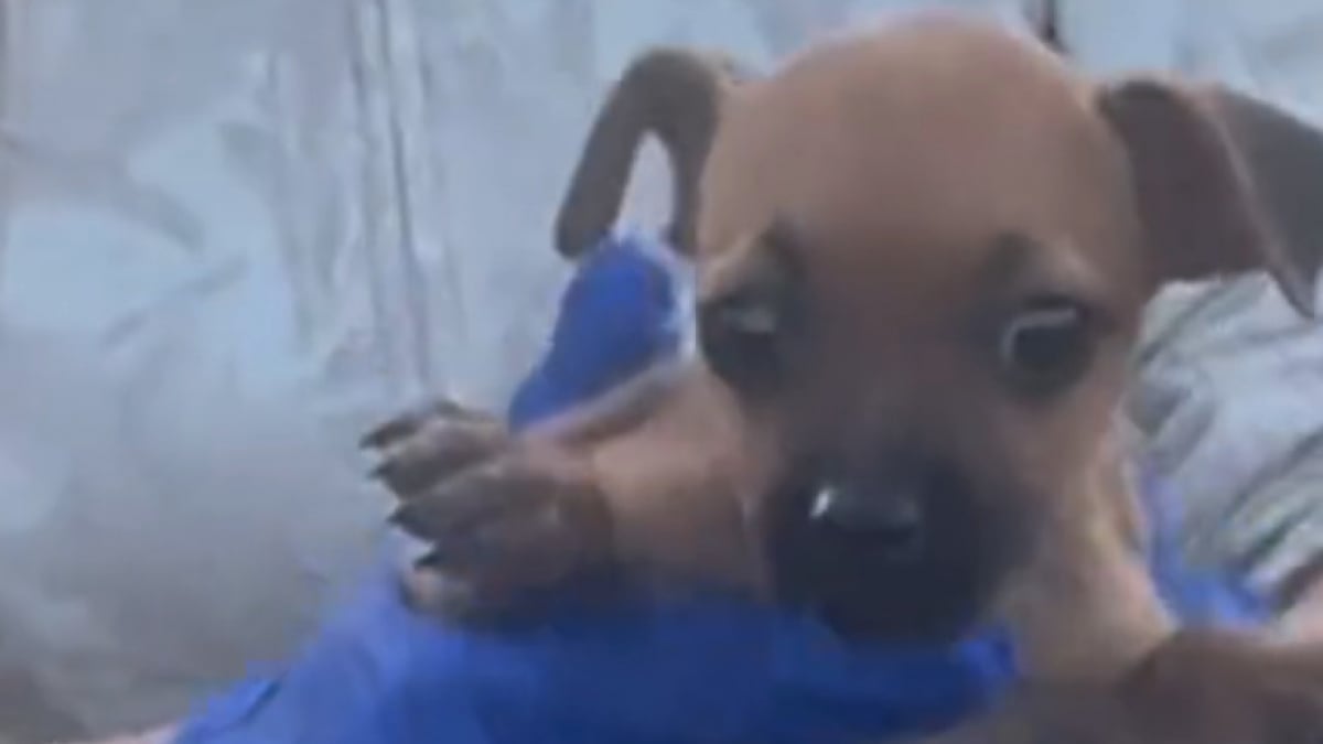 Illustration : "Jeté dans une benne à ordures, ce chiot est non seulement sauvé de justesse, mais il va également connaître le bonheur de vivre dans une famille aimante (vidéo)"