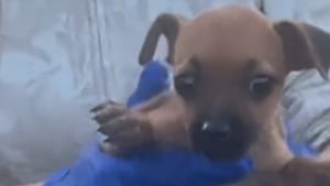 Illustration : Jeté dans une benne à ordures, ce chiot est non seulement sauvé de justesse, mais il va également connaître le bonheur de vivre dans une famille aimante (vidéo)