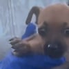 Illustration : Jeté dans une benne à ordures, ce chiot est non seulement sauvé de justesse, mais il va également connaître le bonheur de vivre dans une famille aimante (vidéo)