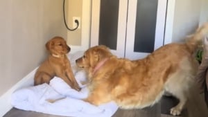 Illustration : Un chiot timide fraîchement adopté ne bouge pas d'un poil face à sa congénère adulte surexcitée dans une scène qui annonce une belle amitié (vidéo)