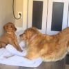 Illustration : Un chiot timide fraîchement adopté ne bouge pas d'un poil face à sa congénère adulte surexcitée dans une scène qui annonce une belle amitié (vidéo)