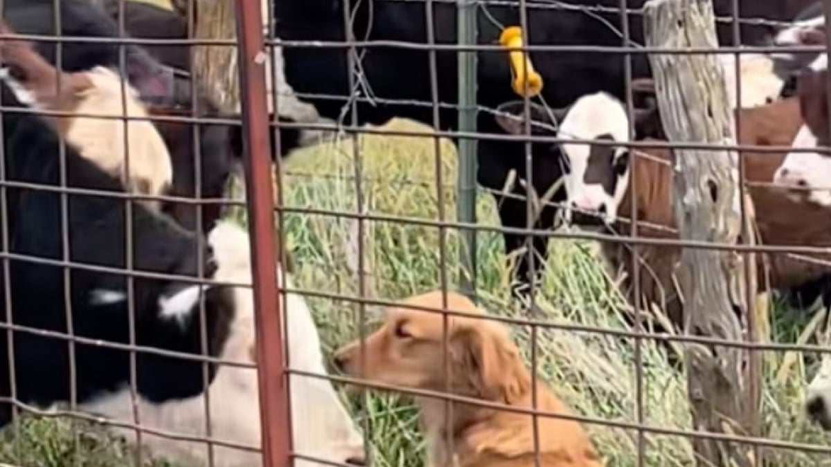 Illustration : "« Elle passe ses journées avec elles », une Golden Retriever a trouvé ses meilleures amies parmi les vaches de la ferme (vidéo)"