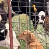 Illustration : « Elle passe ses journées avec elles », une Golden Retriever a trouvé ses meilleures amies parmi les vaches de la ferme (vidéo)