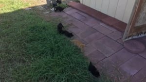 Illustration : "Venus récupérer 5 chatons signalés par un voisin, les bénévoles ont la surprise d'en découvrir 2 de plus"