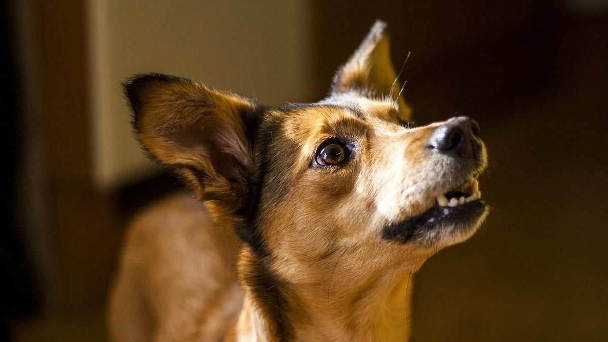 Illustration : "Un chien s’affole au milieu de la nuit et sauve son maître qui comprend trop tard qu’un incendie vient de se déclarer chez lui"