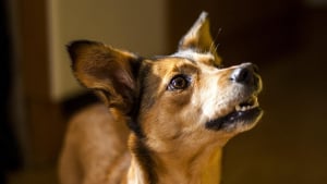 Illustration : "Un chien s’affole au milieu de la nuit et sauve son maître qui comprend trop tard qu’un incendie vient de se déclarer chez lui"