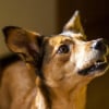 Illustration : Un chien s’affole au milieu de la nuit et sauve son maître qui comprend trop tard qu’un incendie vient de se déclarer chez lui
