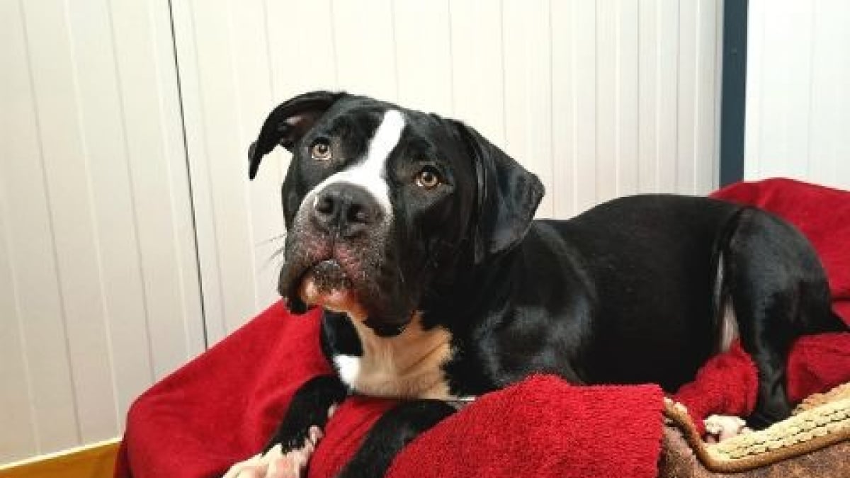 Illustration : "Emmené chez le vétérinaire pour être « euthanasié sans raison apparente », ce chiot de 10 mois prend un nouveau départ"