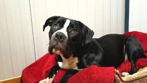 Illustration : Emmené chez le vétérinaire pour être « euthanasié sans raison apparente », ce chiot de 10 mois prend un nouveau départ