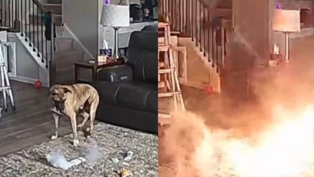 Illustration : "Un chien seul à la maison mâchouille une batterie qui prend feu, le pire est évité de justesse (vidéo)"