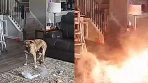 Illustration : "Un chien seul à la maison mâchouille une batterie qui prend feu, le pire est évité de justesse (vidéo)"