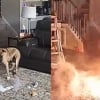 Illustration : Un chien seul à la maison mâchouille une batterie qui prend feu, le pire est évité de justesse (vidéo)