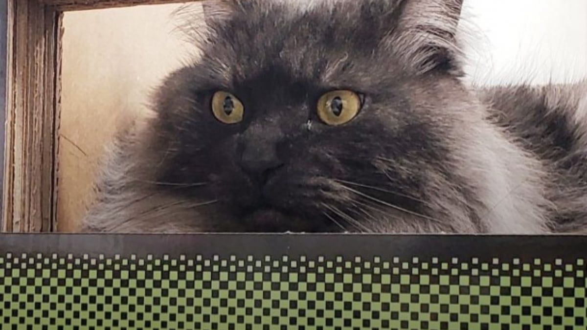 Illustration : "Des dizaines de personnes se rendent à la cérémonie de retraite d’un chat « chef de gare »"