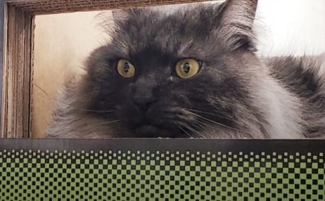 Des dizaines de personnes se rendent à la cérémonie de retraite d’un chat « chef de gare »