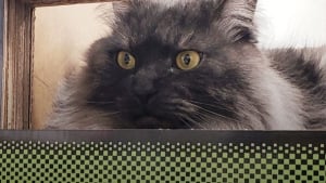 Illustration : Des dizaines de personnes se rendent à la cérémonie de retraite d’un chat « chef de gare »