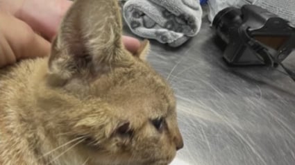 Illustration : « Elle servait essentiellement de cible d'entraînement », la revanche sur la vie tant attendue d’une chatte visée par une flèche 