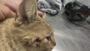 Illustration : « Elle servait essentiellement de cible d'entraînement », la revanche sur la vie tant attendue d’une chatte visée par une flèche 