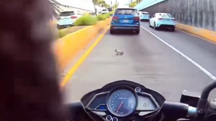 Illustration : En voyant un chaton passer sous les roues d'une voiture, un motard n’hésite pas à mettre sa vie en danger pour le secourir (vidéo) 