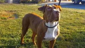 Illustration : Abandonnée lors d'un déménagement, une chienne peut désormais espérer un nouveau départ après sa prise en charge