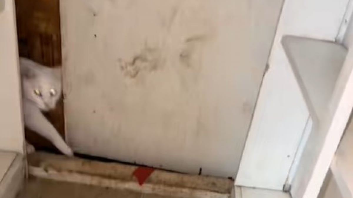 Illustration : "3 chats découvrent une pièce secrète derrière un placard dans la maison que leurs propriétaires louent depuis 2 ans"