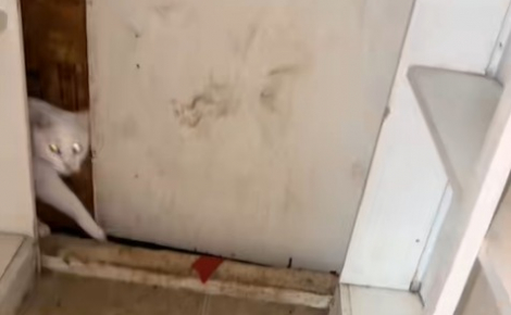 3 chats découvrent une pièce secrète derrière un placard dans la maison que leurs propriétaires louent depuis 2 ans