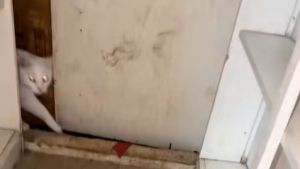 Illustration : "3 chats découvrent une pièce secrète derrière un placard dans la maison que leurs propriétaires louent depuis 2 ans"