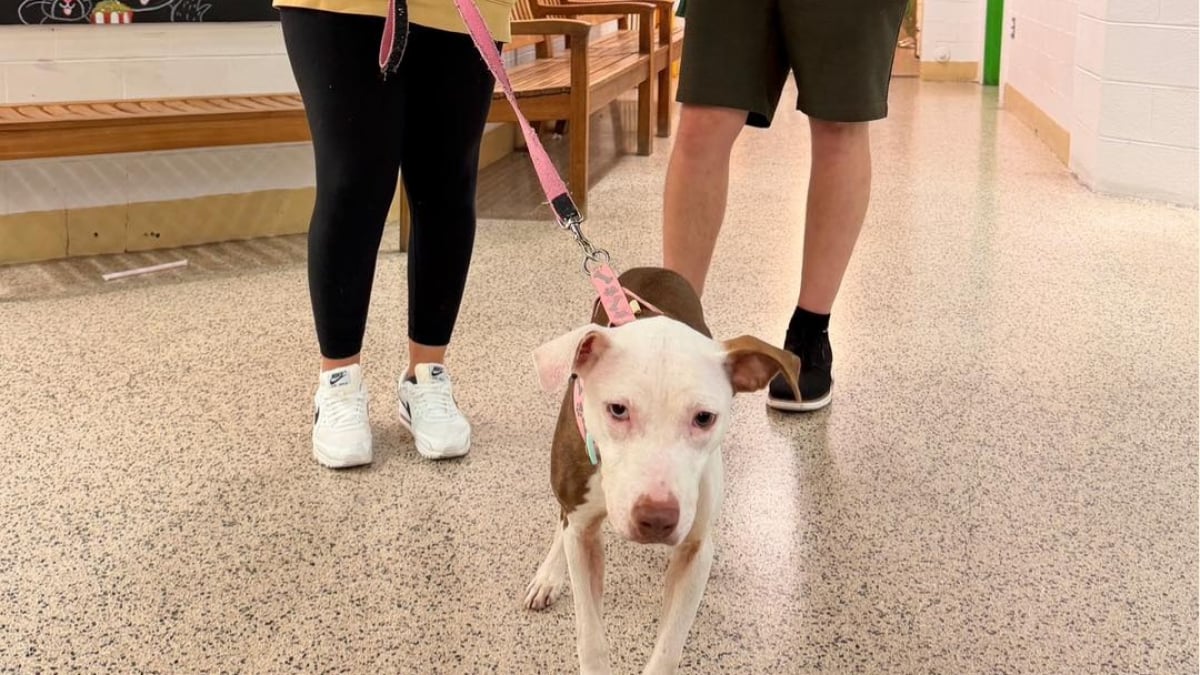 Illustration : "Cette chienne qui s’était préparée à quitter ce monde découvre enfin une vie où elle peut s’épanouir pleinement (vidéo) "