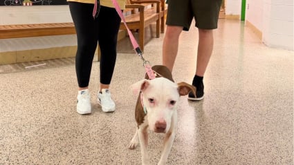 Illustration : Cette chienne qui s’était préparée à quitter ce monde découvre enfin une vie où elle peut s’épanouir pleinement (vidéo) 